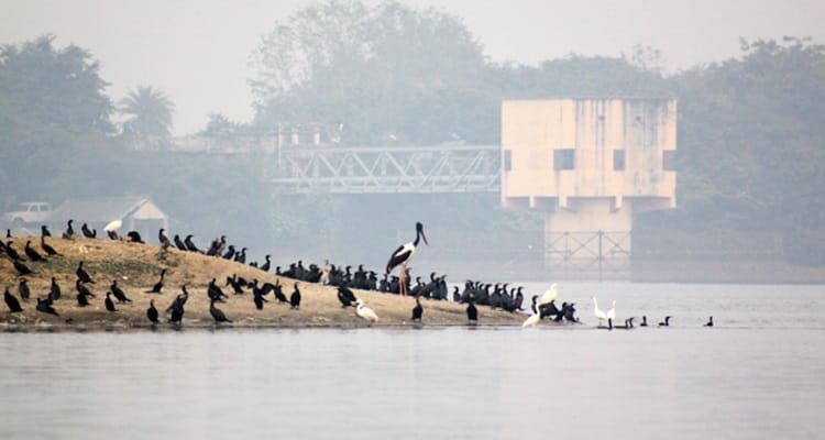 Soor Sarovar Sanctuary: A Birder's Paradise Near Agra