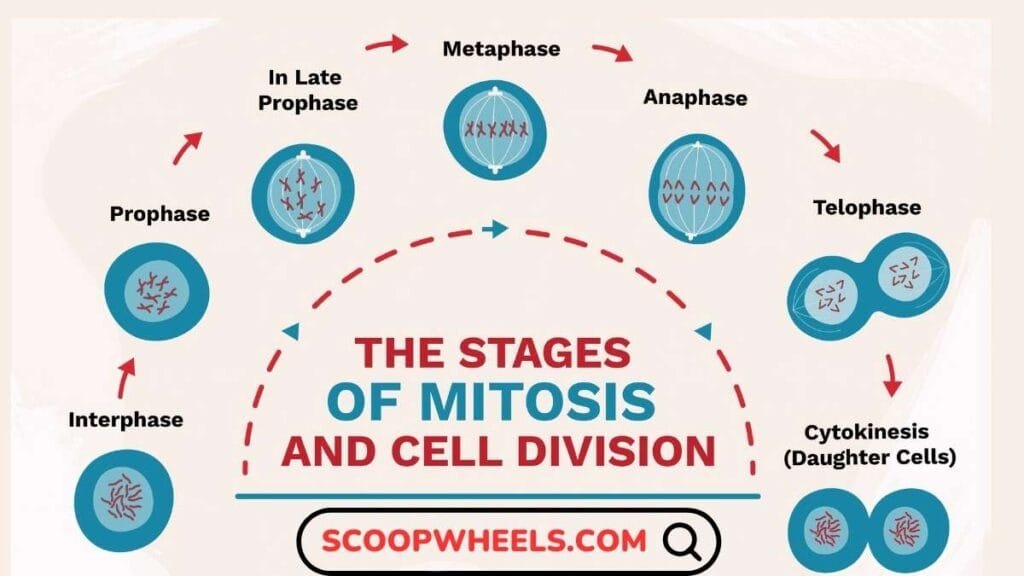 Stages of Mitosis